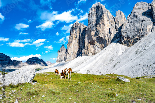 Cows grazing on alpine meadow with scenic view on Tre Cime in the evening. Tre Cime, Dolomites, South Tirol, Italy, Europe.