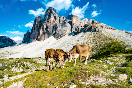 Three cows socializing on alpine meadow with scenic view on Tre Cime in the evening. Tre Cime, Dolomites, South Tirol, Italy, Europe. © Michael