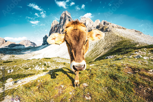 Curiouse cow on alpine meadow walks torwards the camera with scenic view on Tre Cime in the evening. Tre Cime, Dolomites, South Tirol, Italy, Europe. photo