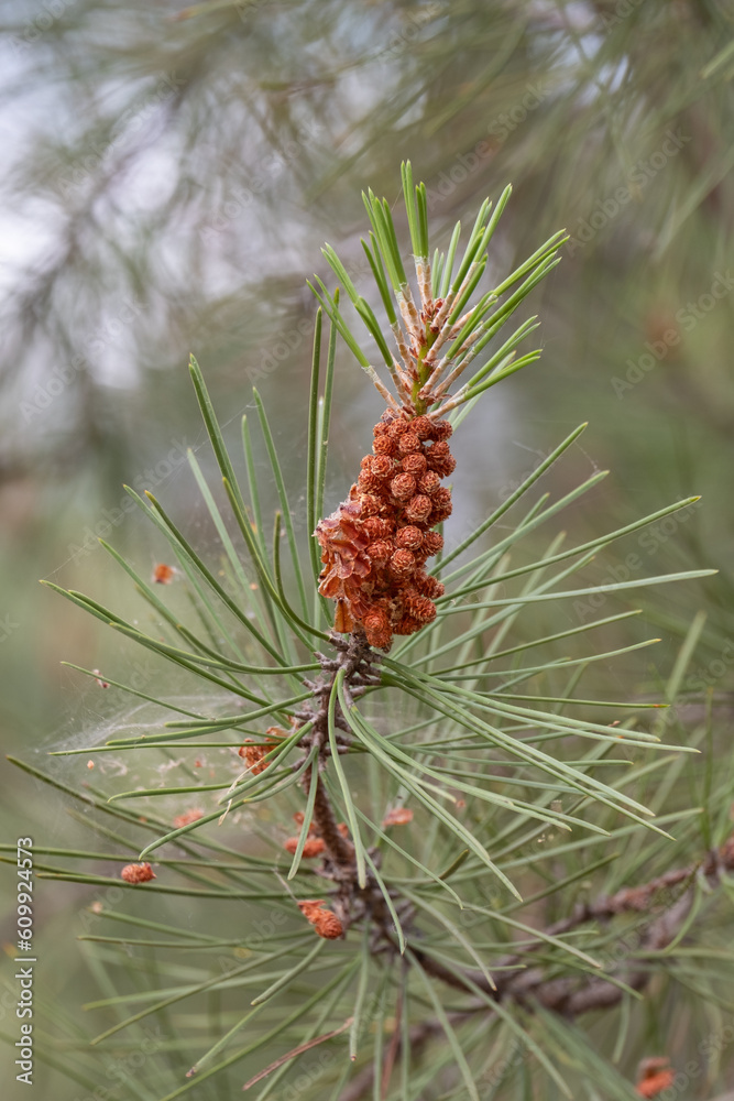 Close up of the mediterranean pine tree blossom or flowers closeup or pinus pinea. Close up of the mediterranean pine tree blossom or flowers closeup or pinus pinea.