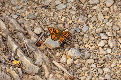 A male wall brown or Lasiommata megera on the ground photo