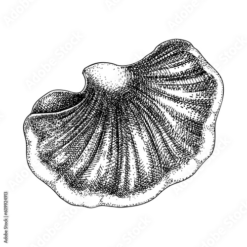 Beefsteak fungus sketch. Edible mushroom illustration. Fungal protein, mycoprotein source. Tongue mushroom drawing isolated on white. Healthy food and plant-based meat substitutes design element