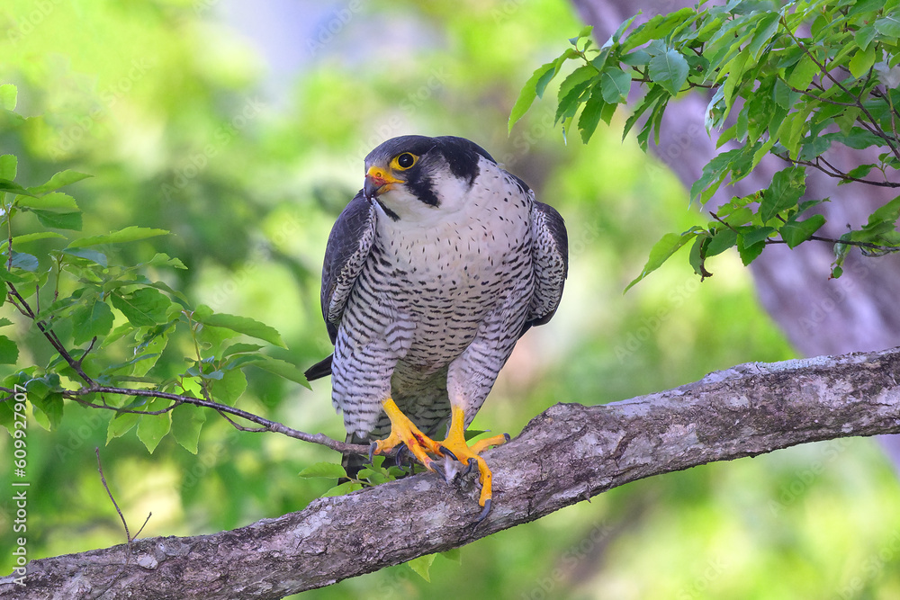 Peregrine Falcon Perched on a Branch Peregrine Falcon Perched on a Branch