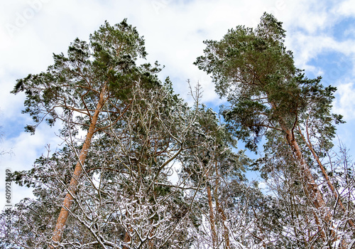 Fototapeta Naklejka Na Ścianę i Meble -  Zima Winter Trees