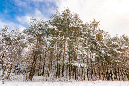 Fototapeta Naklejka Na Ścianę i Meble -  Zima Winter Trees