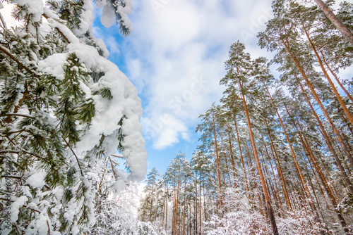 Fototapeta Naklejka Na Ścianę i Meble -  Zima Winter Trees