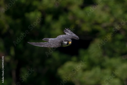 Peregrine Falcon Flying Against the Lush Green Forest © kojihirano