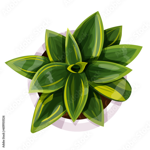 Plant sansevieria in a pot top view office flower in cartoon style isolated on white background, decoratiom table.