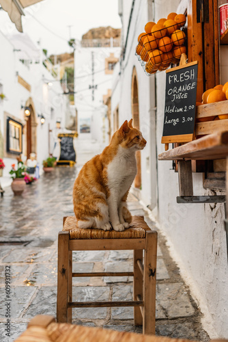 Fototapeta Naklejka Na Ścianę i Meble -  Stray ginger cat sitting on chair in a street cafe at the street of greek island