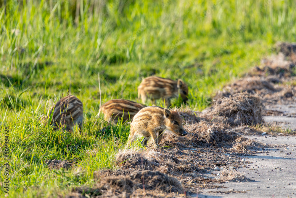 Wildschwein Frischlinge auf einer Wiese an der Ostsee bei Zingst. Wildschwein Frischlinge auf einer Wiese an der Ostsee bei Zingst.