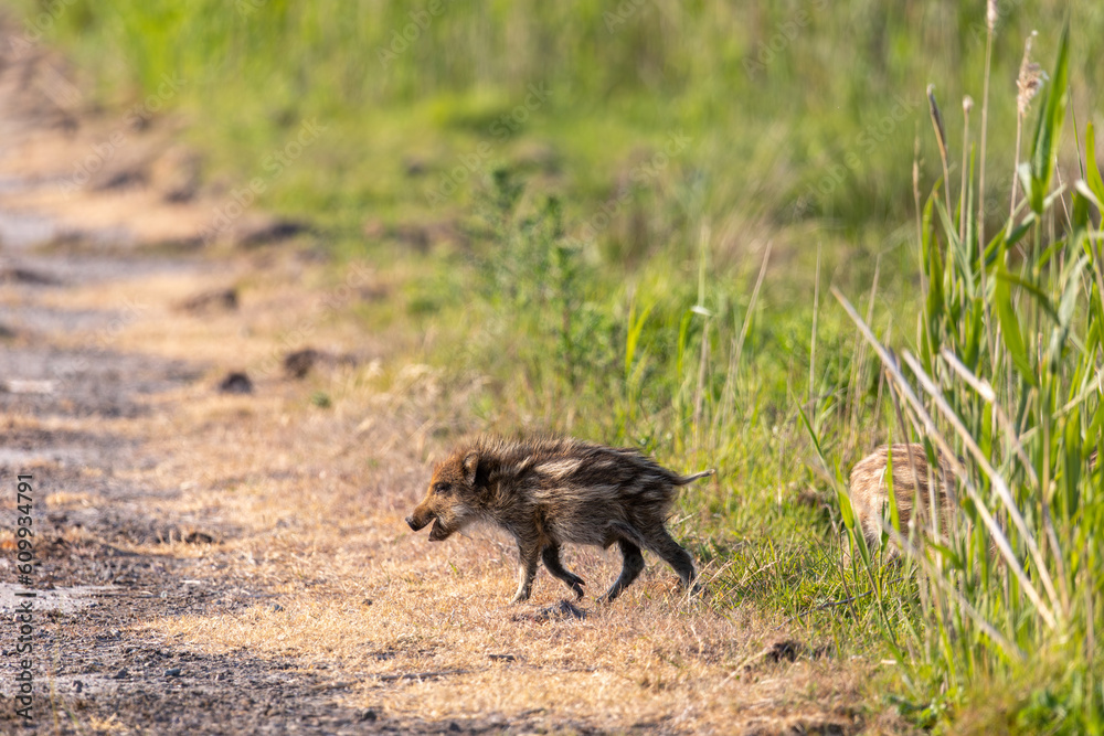Wildschwein Frischlinge auf einer Wiese an der Ostsee bei Zingst. Wildschwein Frischlinge auf einer Wiese an der Ostsee bei Zingst.