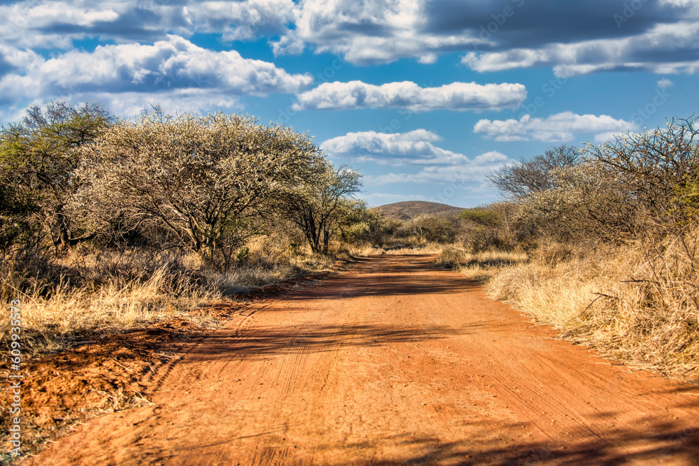 dirt road in the african bush,