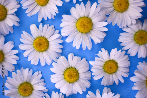 Large white daisies on a light blue background.Daisies background. 