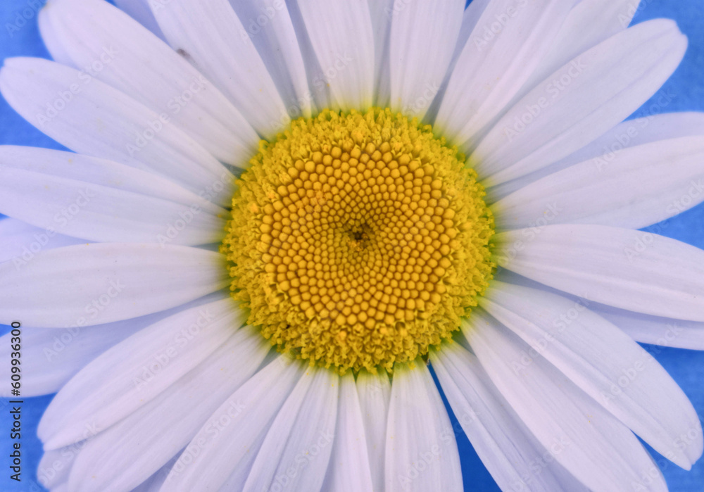 White chamomile on a blue background.Close-up.
White chamomile on a blue background.Close-up.