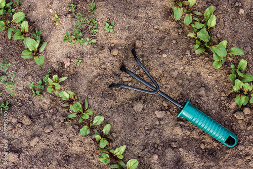 Valokuva Weed removal and loosening of the soil around the plants.