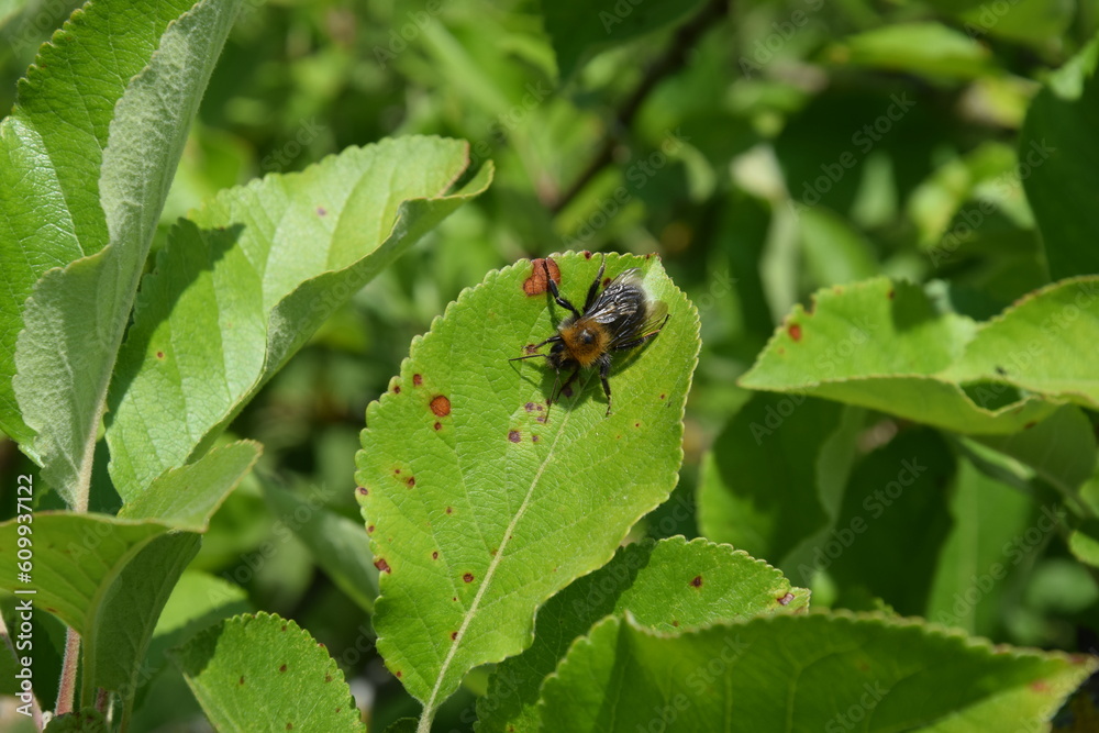 Bee on apple leave - humblebee Bee on apple leave - humblebee