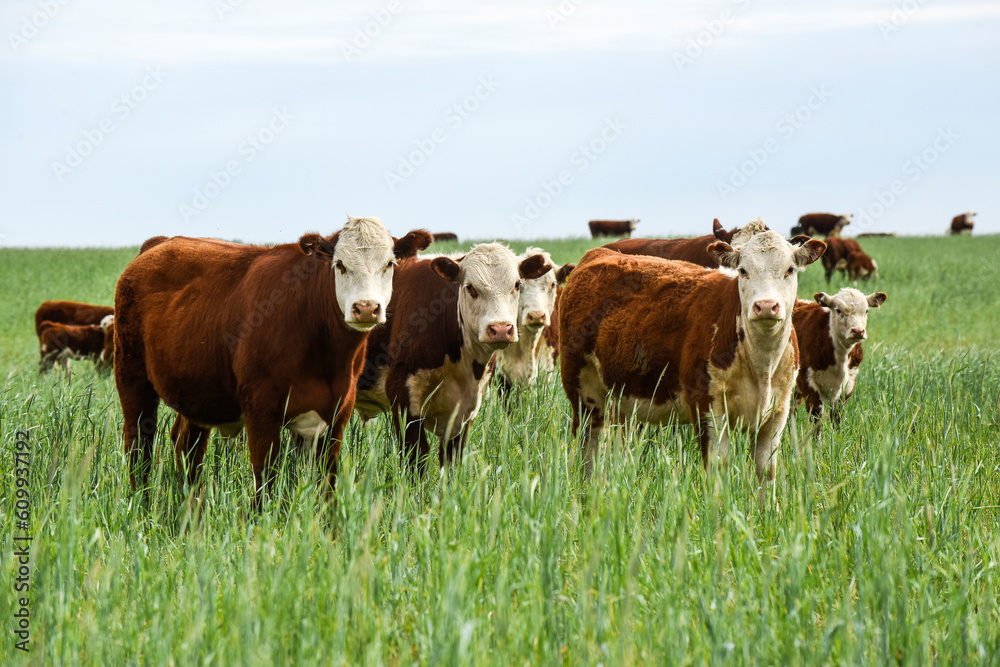 Cattle raising with natural pastures in Pampas countryside, La Pampa Province,Patagonia, Argentina. Cattle raising with natural pastures in Pampas countryside, La Pampa Province,Patagonia, Argentina.
