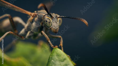 Details of a wasp perched on a green leaf. © DiazAragon