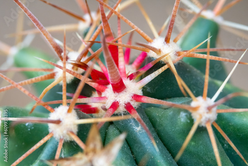 Close upo of a strikingly colored barrel cactus or Ferocactus gracilis photo