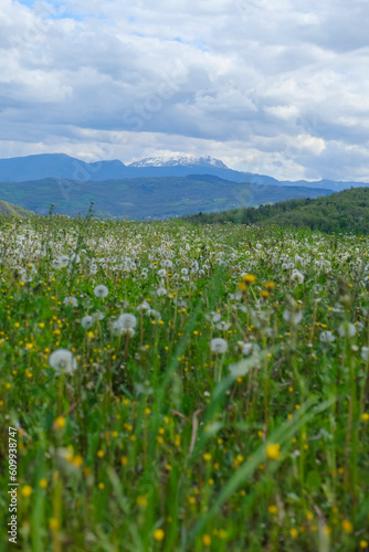 snowy mountains Monte Cusna in the clouds across the meadow with colorful wildflowers. Spring nature. Emilia-Romagna, Italy photo