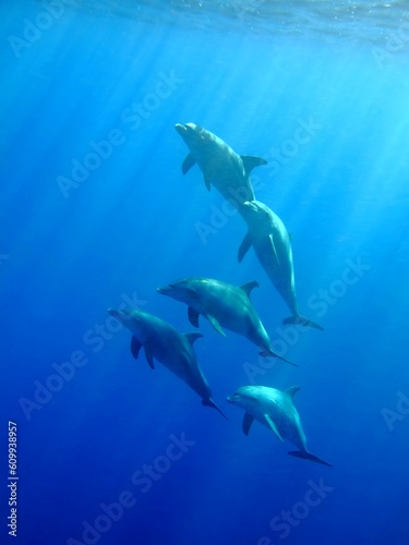 Group of wild dolphins swimming in the ocean. School of mammals swimming in the sea. Underwater photography, snorkeling with dolphin. Marine life in the blue. Swimming with sea mammals.