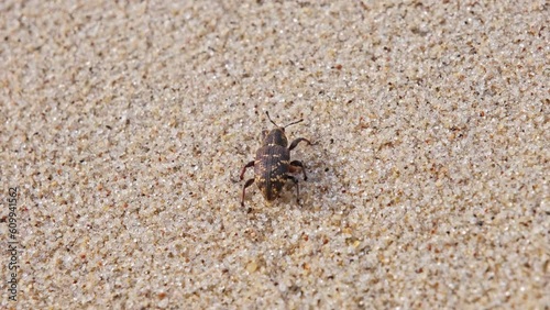 Pissodes Pini Weevil Beetle Bug Laboriously Slowly Climbing Up Beach Sand Dune photo