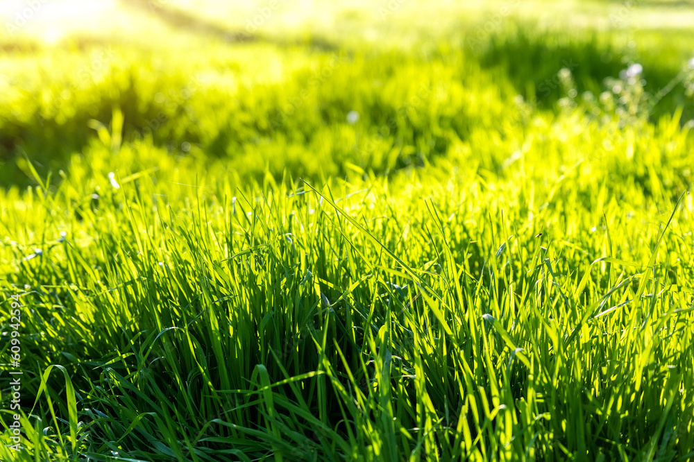 Closeup detail view of fresh long green grass field meadow in warm sunset sunrise morning sun light. Abstrackt natural gardrn environment background. Rural lawn pasture Closeup detail view of fresh long green grass field meadow in warm sunset sunrise morning sun light. Abstrackt natural gardrn environment background. Rural lawn pasture