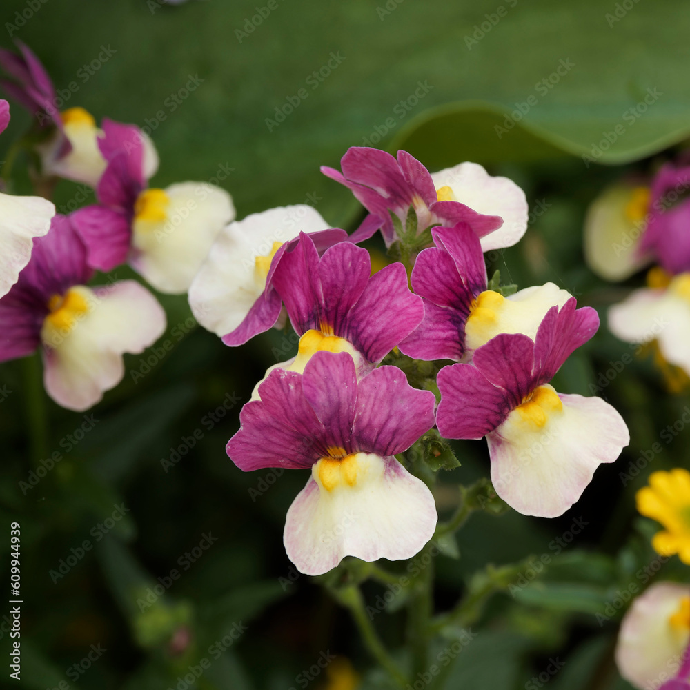 Fototapeta premium Nemesia strumosa - Close-up of a bi-colored Nemesia flowers or Cape jewels with purple and pale yellow wavy petals