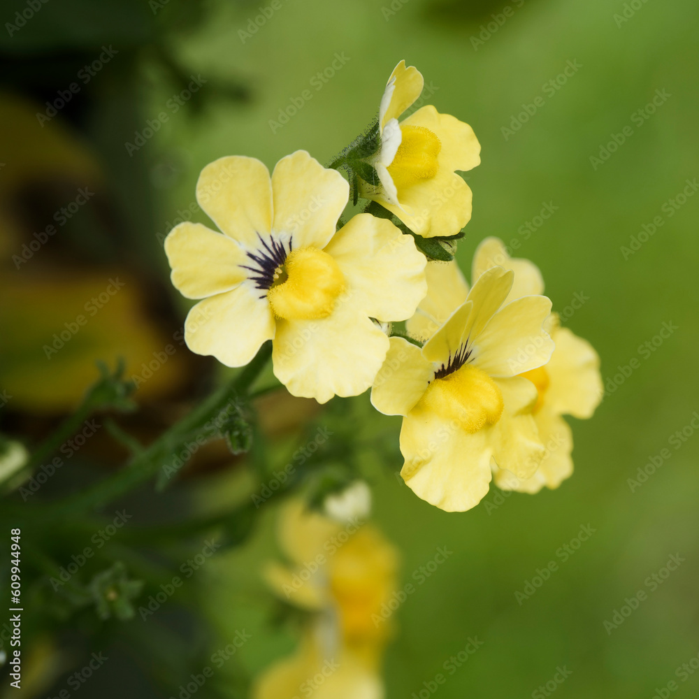 Obraz premium Nemesia strumosa 'Sunsatia'' or Cape jewels. Flowers with wavy petals bright lemon yellow centered on golden yellow throats at the end of strong leafy stems
