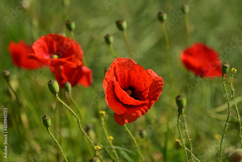 Leuchtend roter Klatschmohn im Frühsommer auf einem Acker.