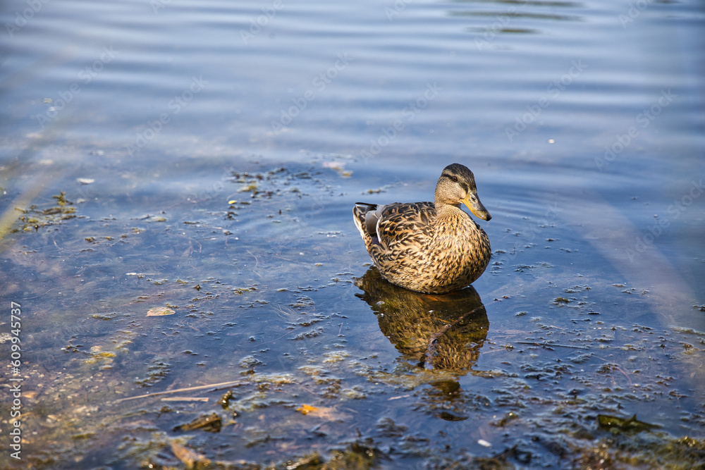 Fototapeta premium Female mallard in the pond