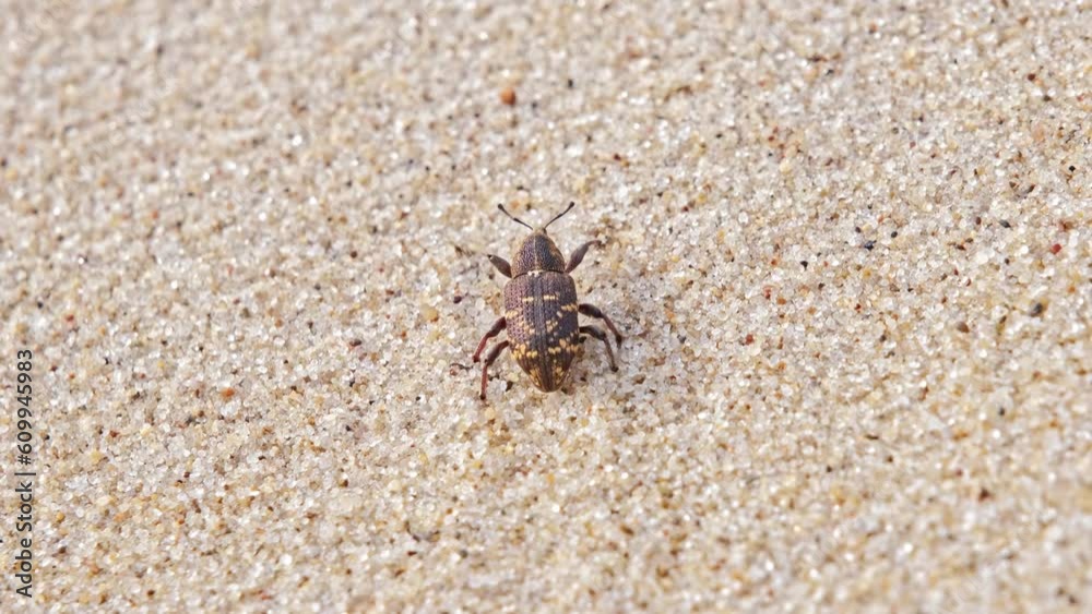 Pissodes Pini Weevil Beetle Bug Laboriously Slowly Climbing Up Beach Sand Dune Pissodes Pini Weevil Beetle Bug Laboriously Slowly Climbing Up Beach Sand Dune