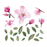 Set of watercolor magnolia flowers and leaves. Isolated elements with magnolia flowers, branches and leaves.