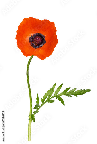 Red poppy flower and green leaf isolated on white or transparent background photo