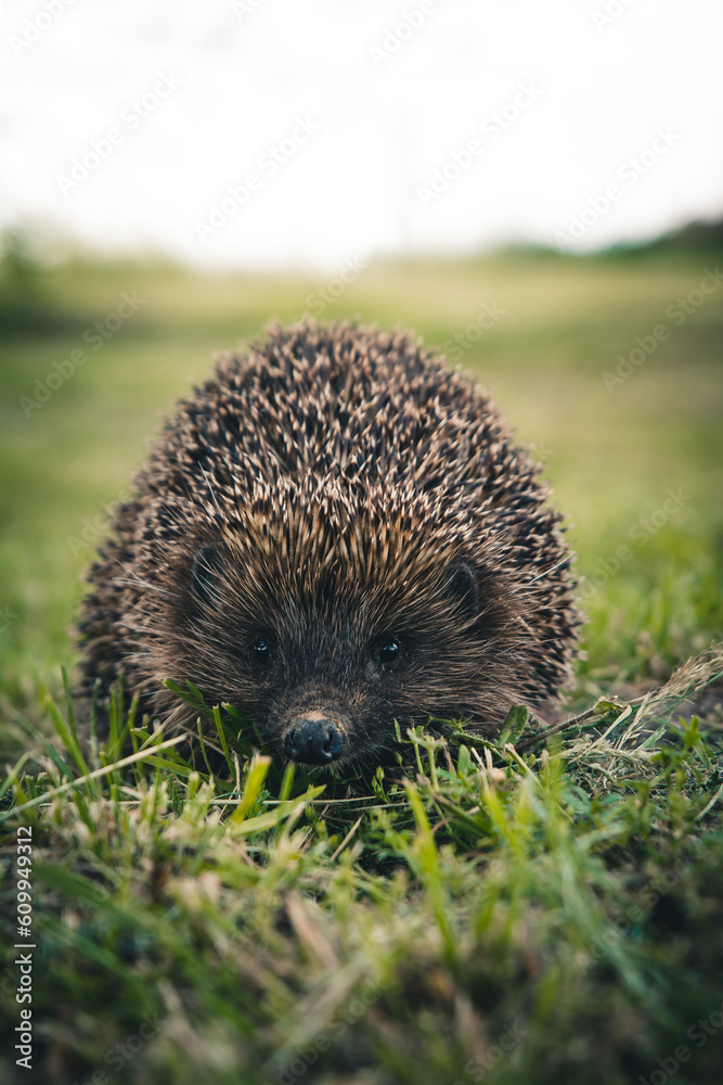 hedgehog in the grass
