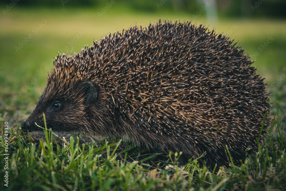 hedgehog in the grass