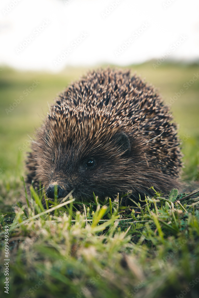 hedgehog in the grass