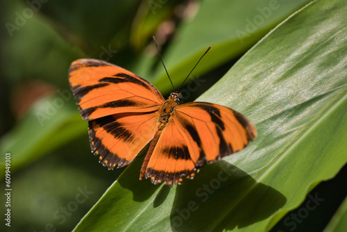 Orange tiger butterfly sitting on a leaf photo