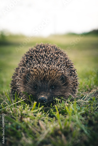 Obraz na płótnie hedgehog in the grass w salonie