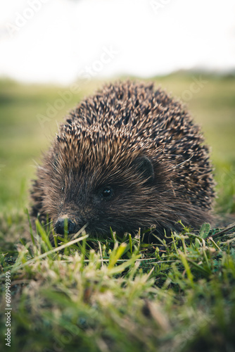Obraz na płótnie hedgehog in the grass w salonie