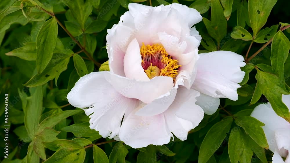 Blooming white peony bush. Selective focus. Nature. Blooming white peony bush. Selective focus. Nature.
