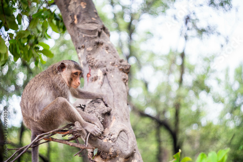 monkey on the tree eating © chalermphon