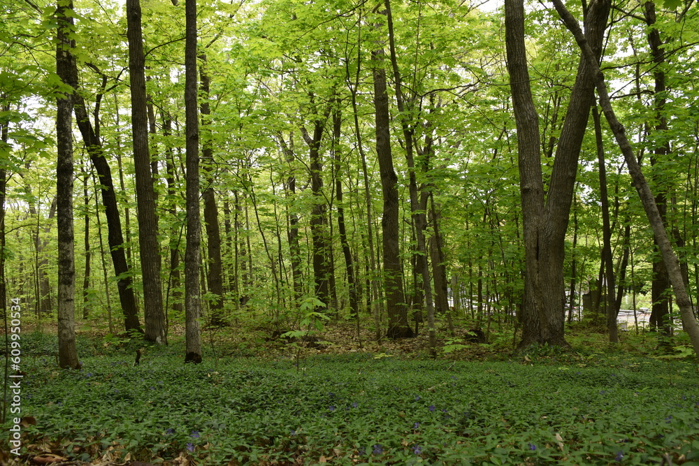 A deciduous forest in spring, Montmagny, Québec, Canada