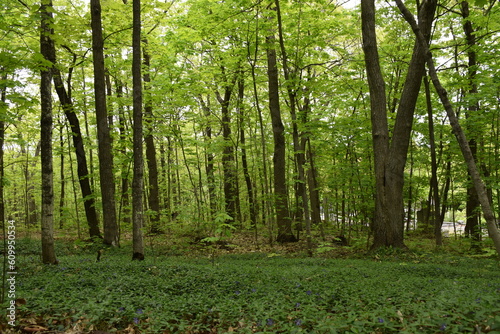 A deciduous forest in spring  Montmagny  Qu  bec  Canada