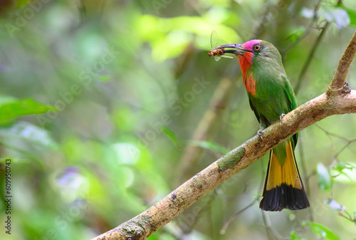  Red-bearded Bee-eater ( Nyctyornis amictus) eat insect on tree branch ,Thailand