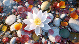 Colorful pebbles with lotus flowers in full bloom