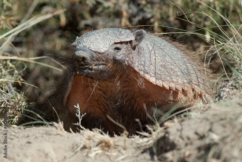 Obraz premium Hairy Armadillo, in desert environment, Peninsula Valdes, Patagonia, Argentina