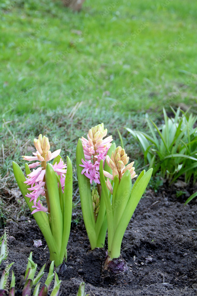 Fototapeta premium photo of Hyacinthus orientalis growing in a flowerbed