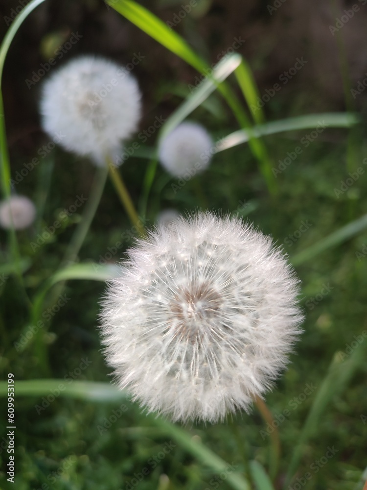 dandelion on green background