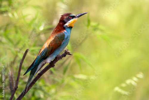 A multicolored European bee-eater resting on a chaste tree branch near its nest. Merops apiastrer. Migratory birds.